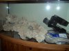 new rock 002.jpg
