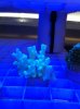 coral 1.jpg
