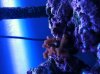 coral.jpg