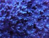 blue_clove (1).jpg