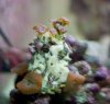 Zoas,-Green-Striped-Mushrooms-and-Sponge.jpg