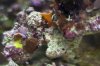 Purple-Shroom,-Acans,-Green-Striped-Shroom,-and-Blue-Clove-Polyps.jpg