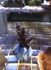 Acro Blue Tip Frag 2.jpg