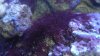 algae 003.jpg