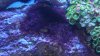 algae 008.jpg