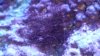 algae 005.jpg