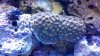 coral 1.jpg