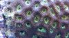 coral 2.jpg