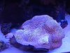 clam.jpg