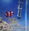 clown fish.jpg