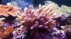 coral%20003[1].jpg