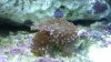 Coral.jpg