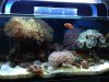 Aquarium 01-23-2013.jpg
