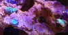 coral f and g.jpg