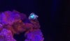 coral f.jpg