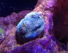 coral e.jpg
