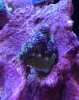 coral d.jpg