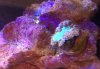 coral c.jpg