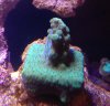 coral b.jpg
