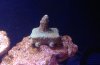 Coral a.jpg