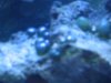 Green Balls on live  rock.JPG