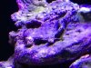 ImageUploadedByTapatalk1360705077.944898.jpg