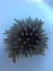 Anemone.JPG