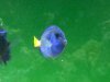 blue tang.jpeg