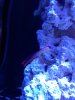 firefish.jpg