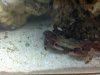 Crab1.jpeg
