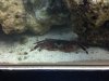 Crab2.jpeg