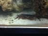 Crab3.jpeg