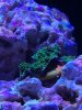 First Coral.jpg