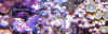 zoa1.gif