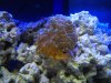 DSCF7215_zpsebf1ea32.jpg