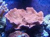 corals2 001.jpg