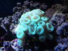 corals2 003.jpg