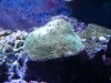 corals2 010.jpg