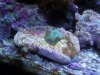 corals2 007.jpg