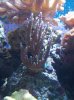 corals2 006.jpg
