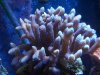corals2 002.jpg