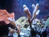 corals2 004.jpg