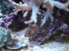 coral3 002.jpg