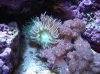 coral3 003.jpg