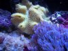 coral3 004.jpg