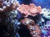 coral3 006.jpg