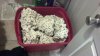 IMG_20130314_145728_600.jpg