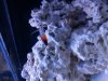 Firefish 3-16-13.jpg