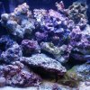 display tank.jpg