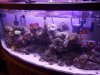 tankincoral 001.jpg